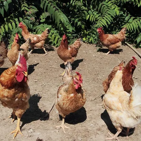 Le Stringaie Farm stay *