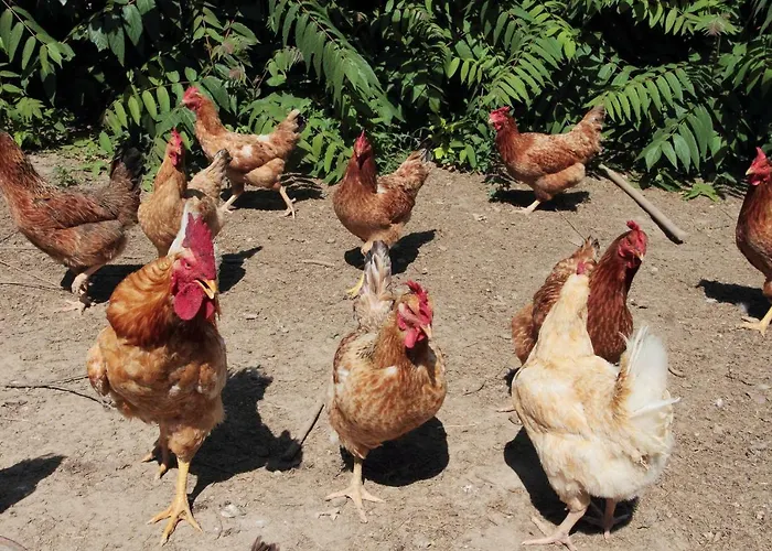 Le Stringaie Séjour à la ferme *
